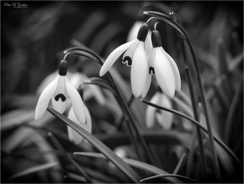 Snowdrops by pcoulson