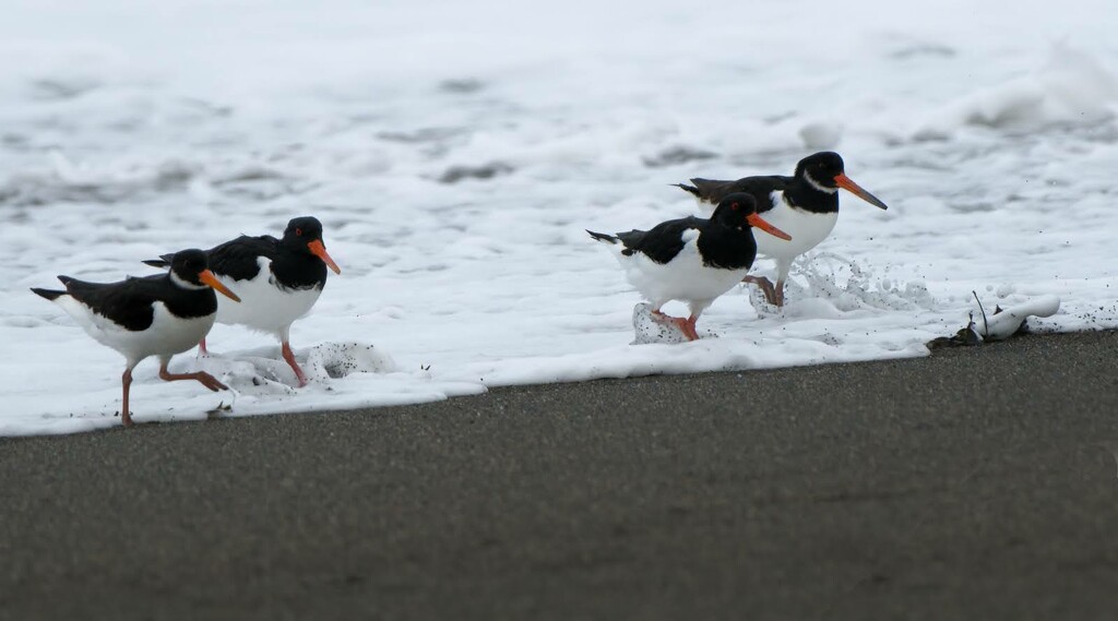 Oystercatchers  by cherylrose