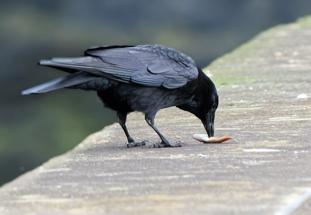 Crow gone fishing  by cherylrose