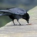 Crow gone fishing  by cherylrose
