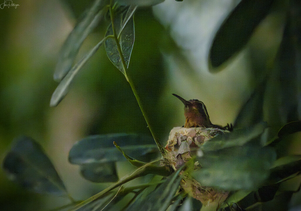 Hummingbird on Nest by jgpittenger