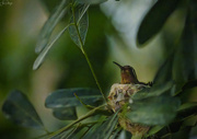 9th Feb 2024 - Hummingbird on Nest