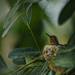Hummingbird on Nest