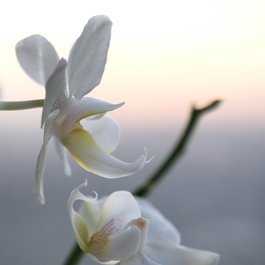 Phalaenopsis orchid  by dkbarnett
