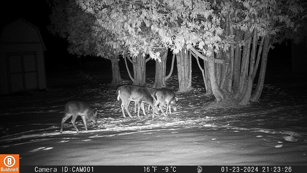 First shots from new trail cam. by rob257