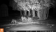 23rd Jan 2024 - First shots from new trail cam.