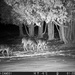 First shots from new trail cam. by rob257
