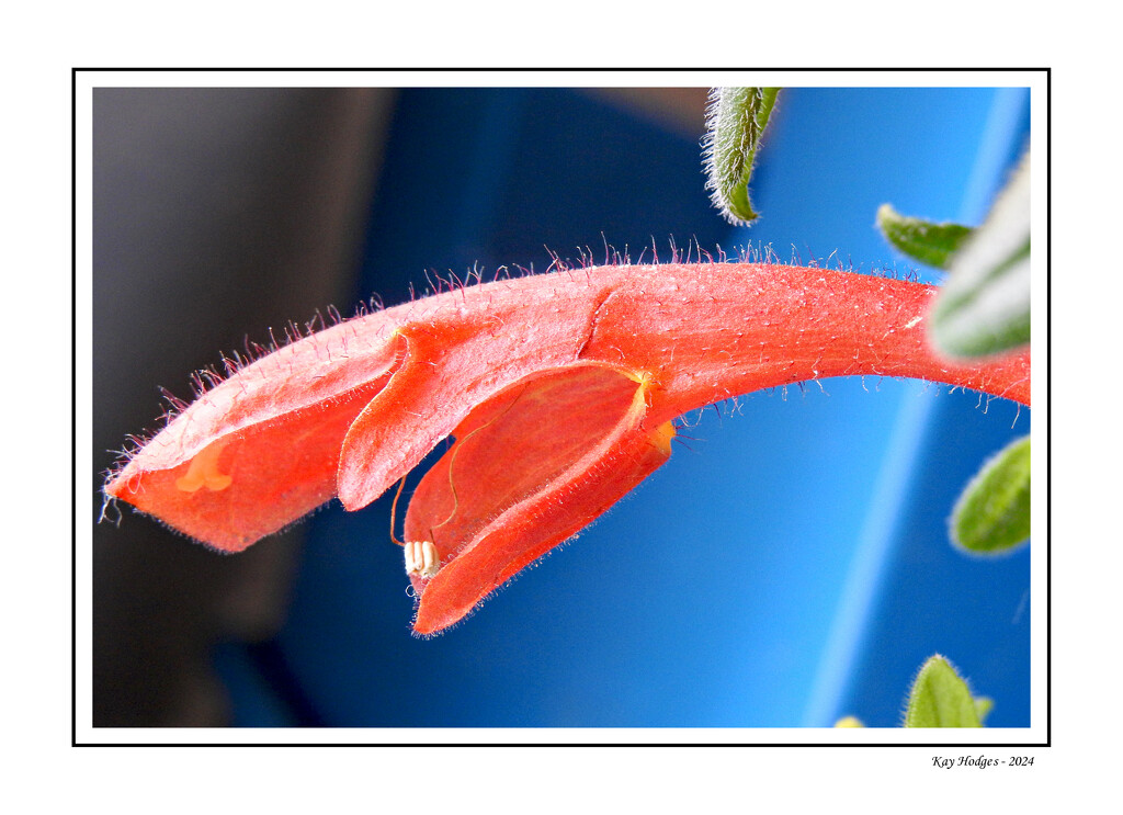 Red Dolphin Plant Bloom by kbird61