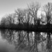 trees in b&w by amyk