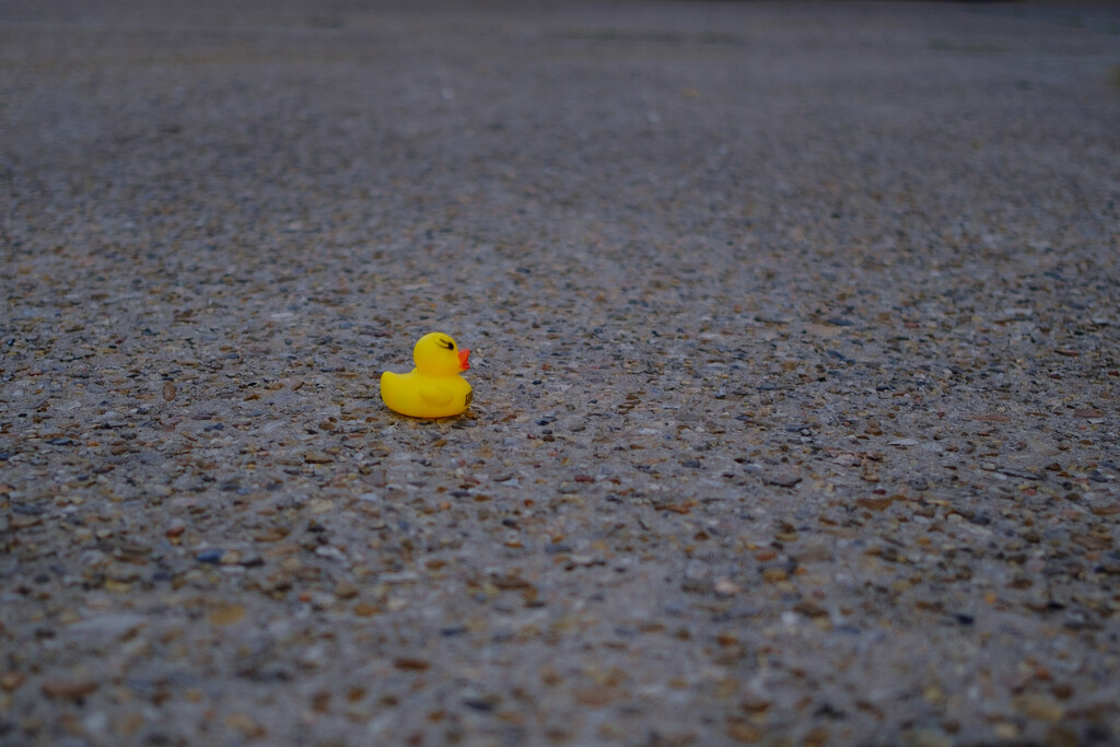 Lonely Duck by aaronosaurus