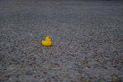 14th Feb 2024 - Lonely Duck