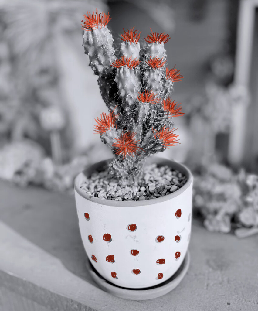 Flash of Red out of my Cactus by peekysweets