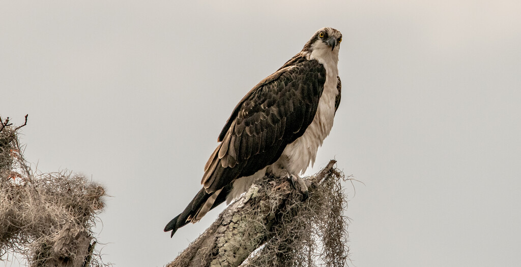Osprey Watching for Lunch! by rickster549