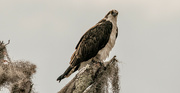16th Feb 2024 - Osprey Watching for Lunch!