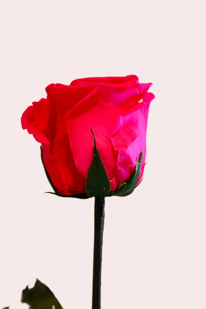 February 14: Valentine's Day rose by daisymiller