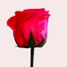 February 14: Valentine's Day rose