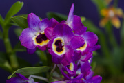 16th Feb 2024 - orchids