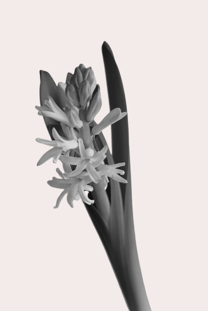 February 16: Hyacinth by daisymiller