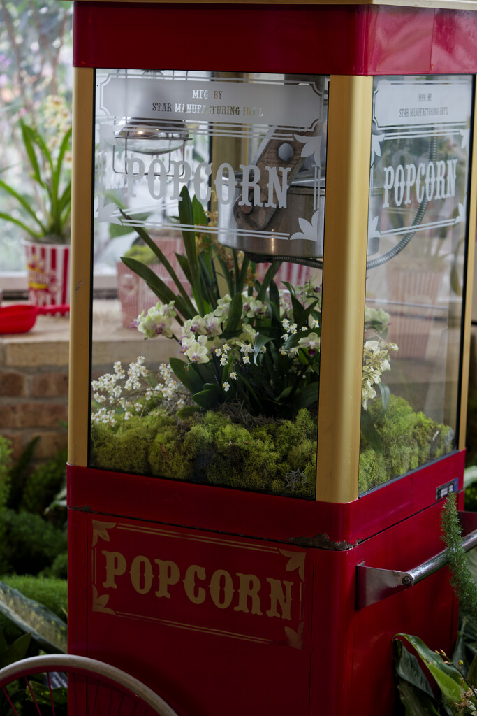 Popcorn orchids by rminer