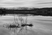 17th Feb 2024 - Loch Kinord Reflections