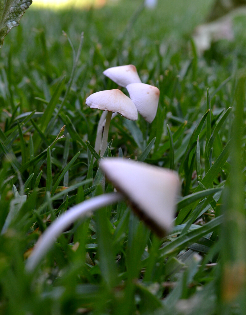 Three Little Mushrooms by mdry