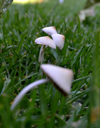 17th Feb 2024 - Three Little Mushrooms