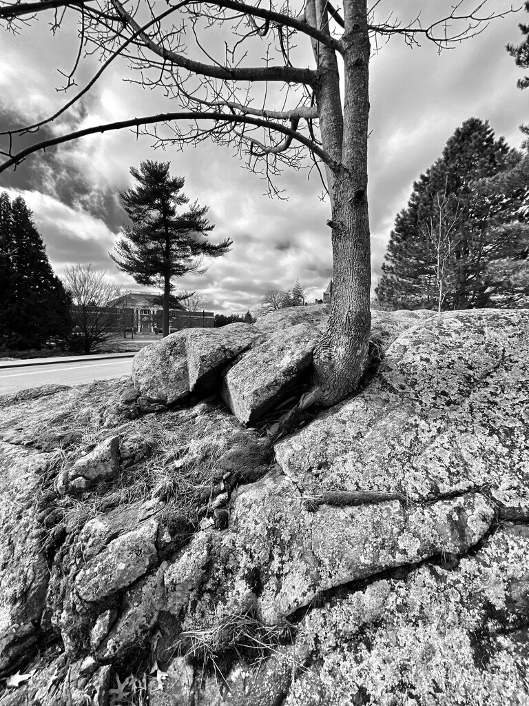 Tree in Stone by rickaubin