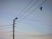 17th Feb 2024 - Streetlamp, wires and shoes :)