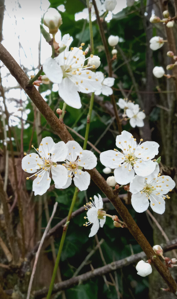 February Blossom  by 365projectorgjoworboys