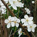 February Blossom 