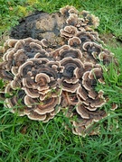 18th Feb 2024 - Smart 'Turkey Tail' fungi