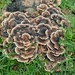 Smart 'Turkey Tail' fungi