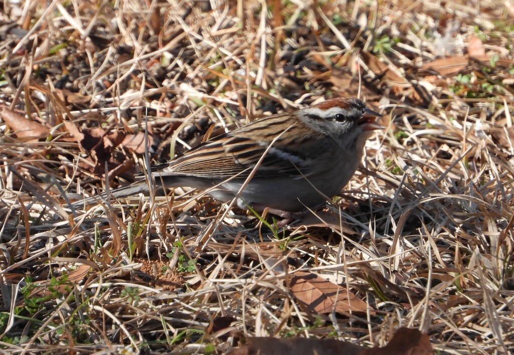 Little chipping sparrow... by marlboromaam