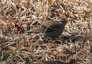 17th Feb 2024 - Little chipping sparrow...