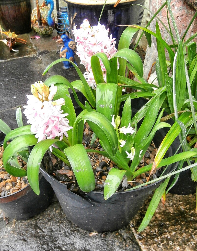 Doorstep Hyacinths..... by cutekitty