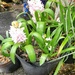 Doorstep Hyacinths.....