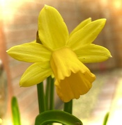 16th Feb 2024 - Narcissus