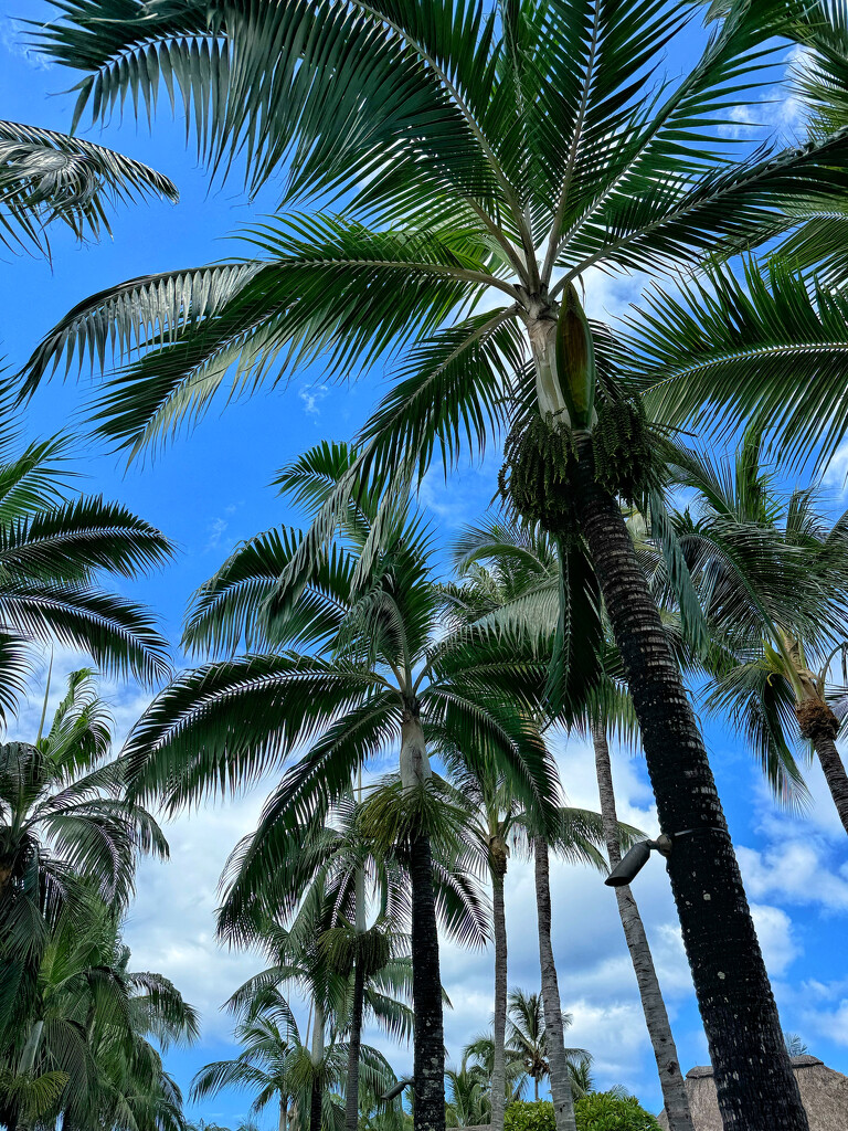 Palm trees.  by cocobella