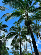 17th Feb 2024 - Palm trees. 