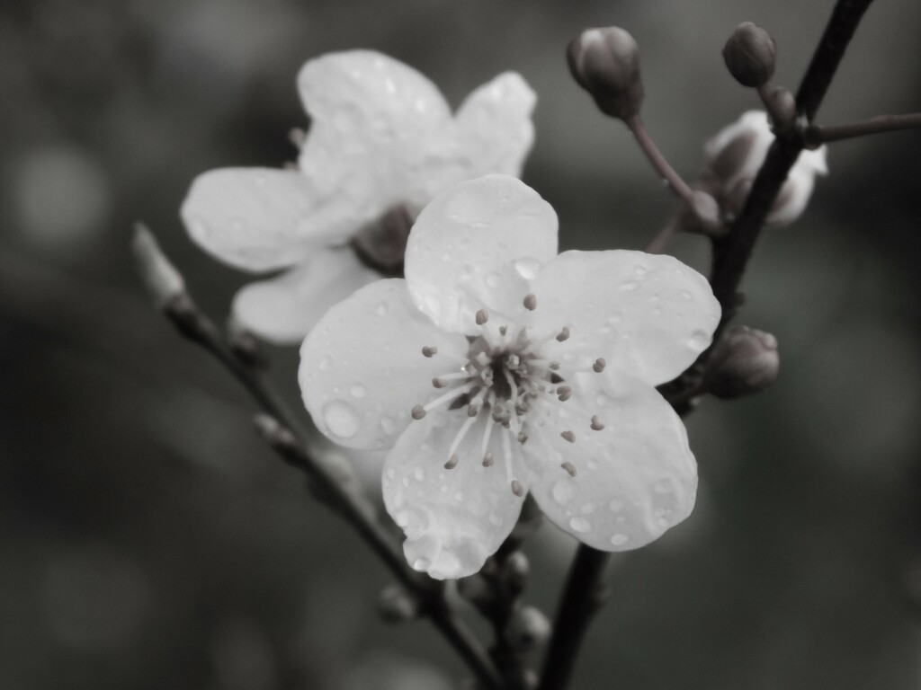 FoR17 b&w blossom by 365anne