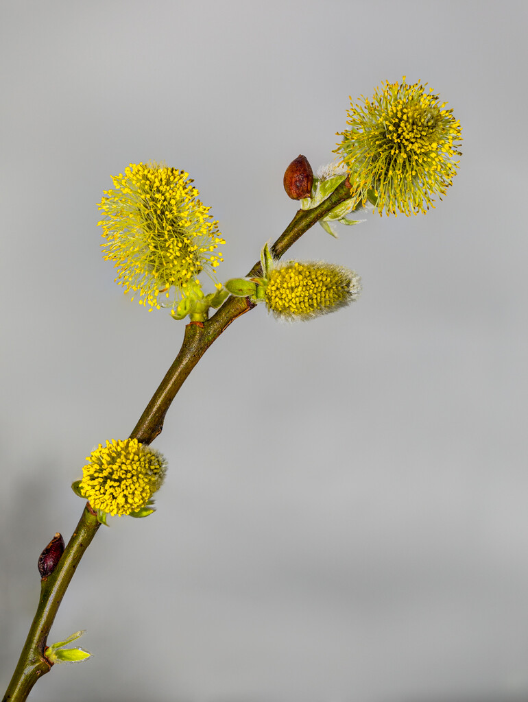 Pussy Willow by tonus