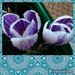 Pastel purple abd white crocuses. by grace55