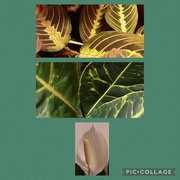 16th Feb 2024 - Plant leaves: Maranatha,  Joseph's Coat, and flower of Peace Lily.