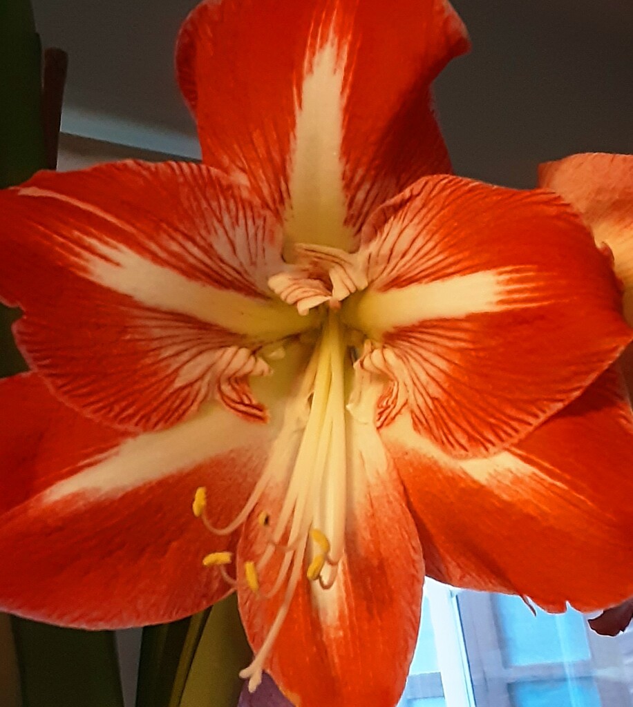 "Minerva" Amaryllis flower. by grace55