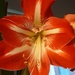 "Minerva" Amaryllis flower. by grace55