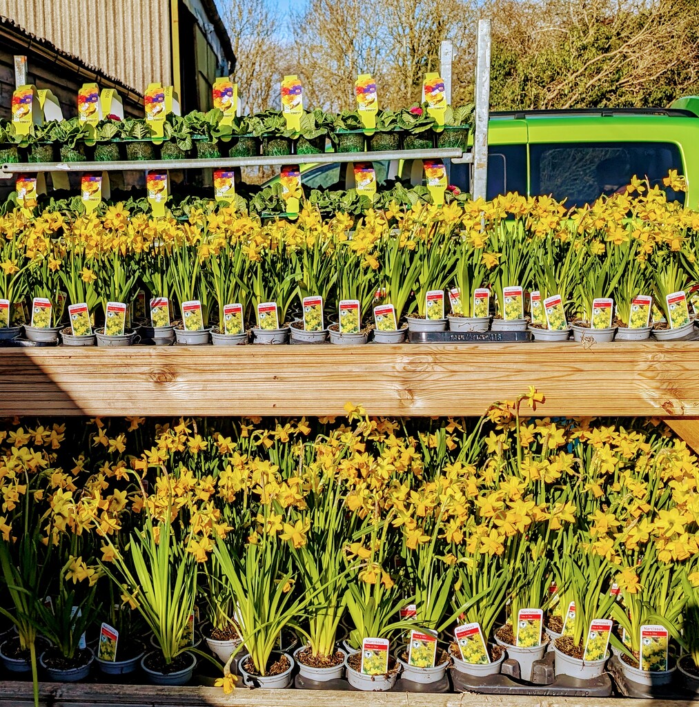 VALENTINE DAFFODILS. by derekskinner