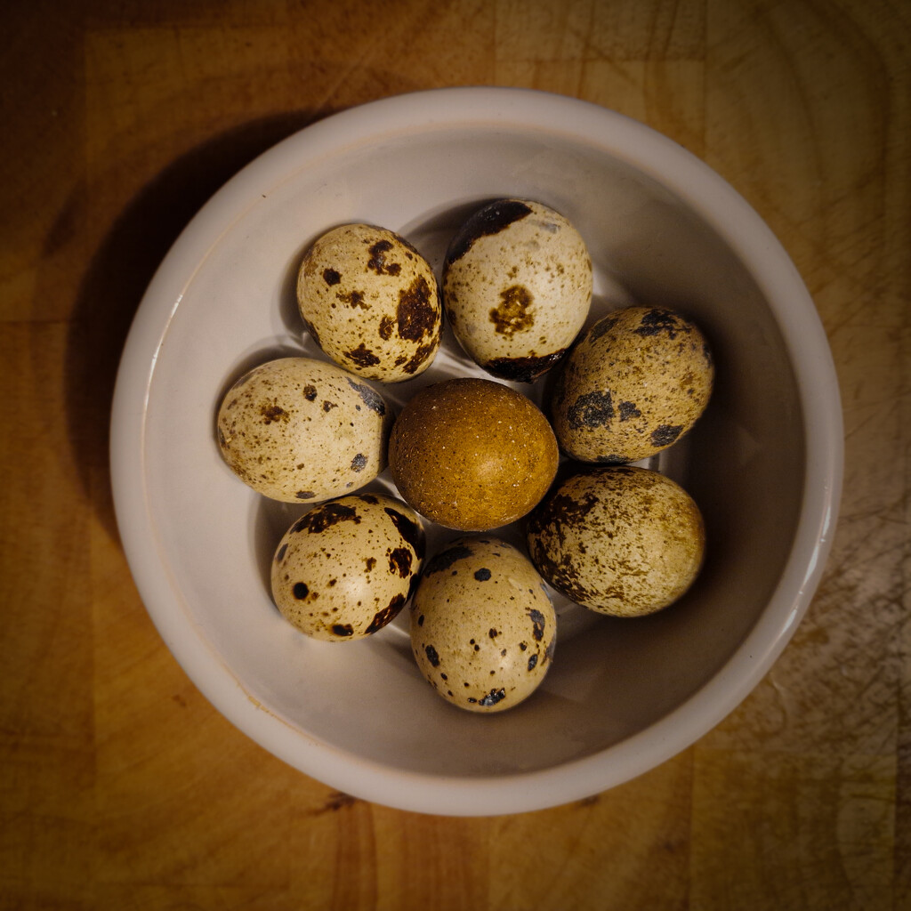 Quail egg flat lay by andyharrisonphotos