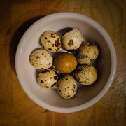 17th Feb 2024 - Quail egg flat lay