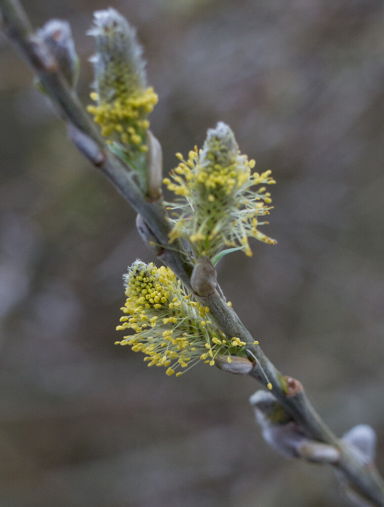 Pussy willow by busylady