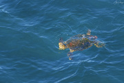 14th Feb 2024 - Sea Turtle Looking Up 